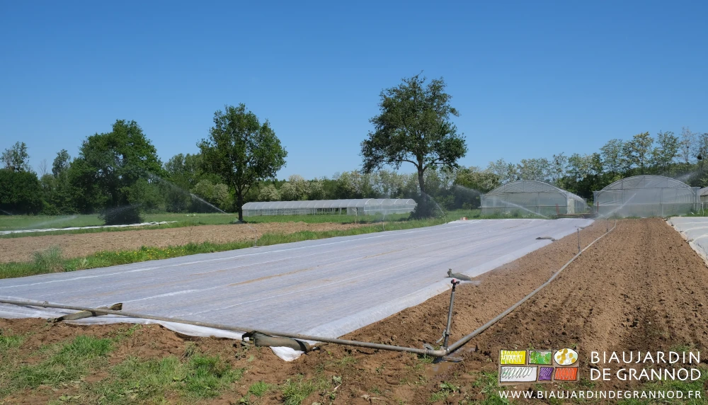 photo d'arrosage de radis plein champ juste après dépose de la toile d'occultation et pose du voile thermique