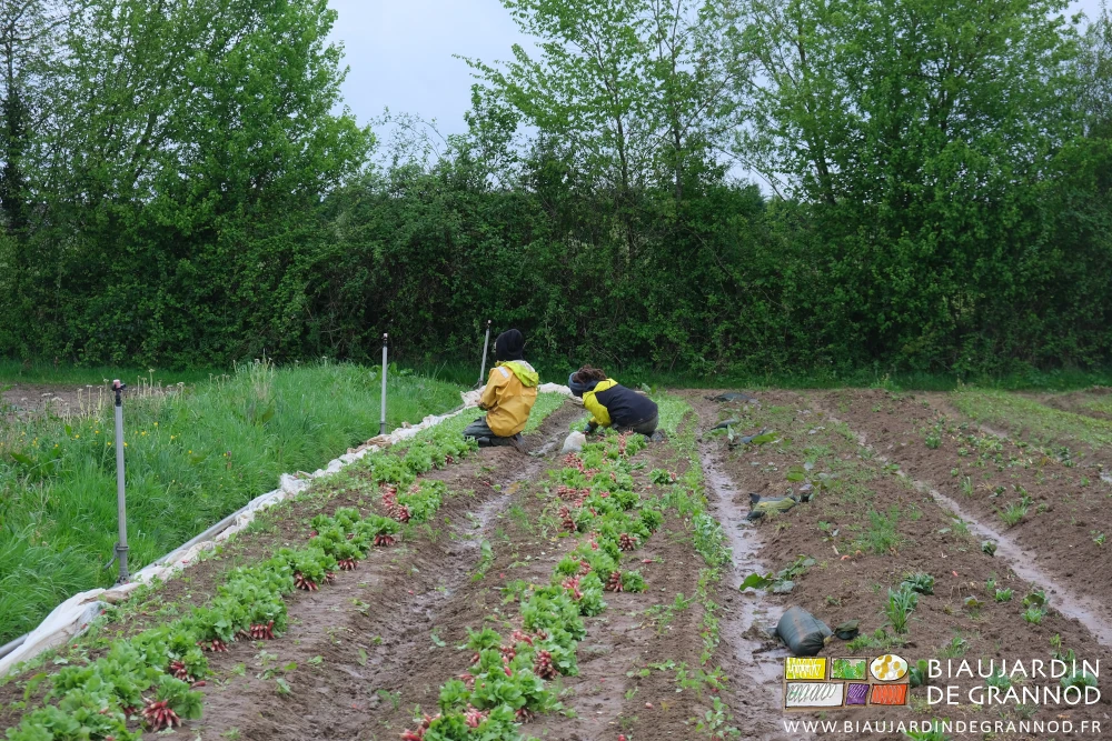 photo de Valentin et Morgane harnachés pour récolte en plein champ sous petite pluie fine intermittente