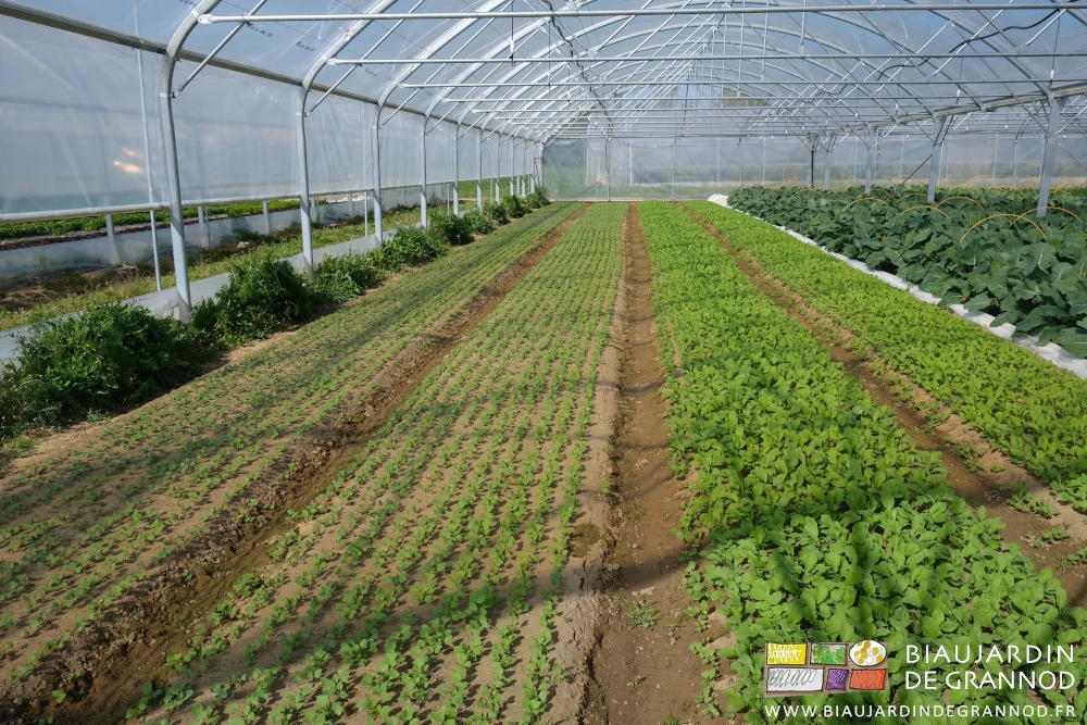 photo sous tunnel de planches de radis entre bande fleurie et chou-rave