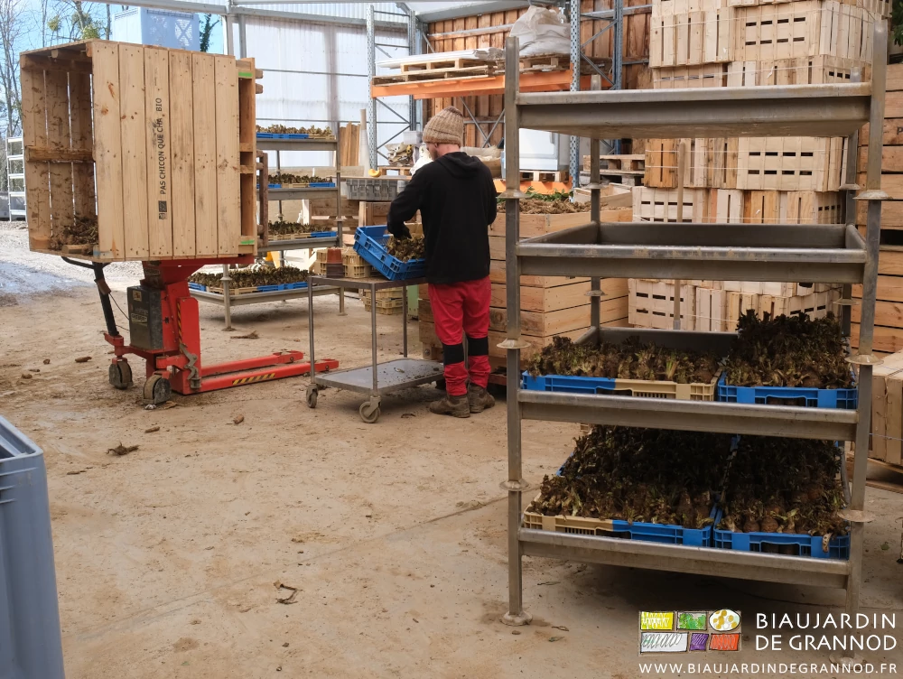 photo d'ensemble, Valentin range les racines en caisse entouré du basculeur, d'une table, d'une pile de bacs