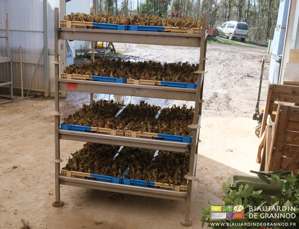 photo d'une pile de 4 bacs garnis de chacun 5 caisses de racines