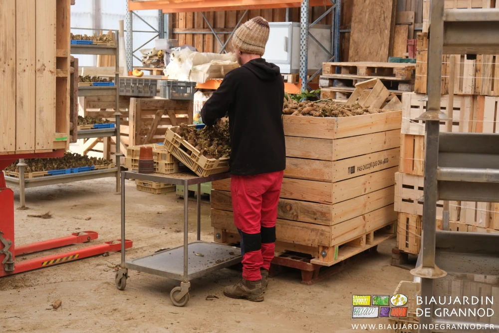 photo de Valentin qui installe les racines dans les caisses de pousse