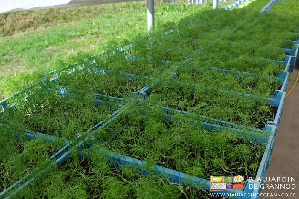 photo de caisses de mottes de fenouil dans notre serre bioclimatique