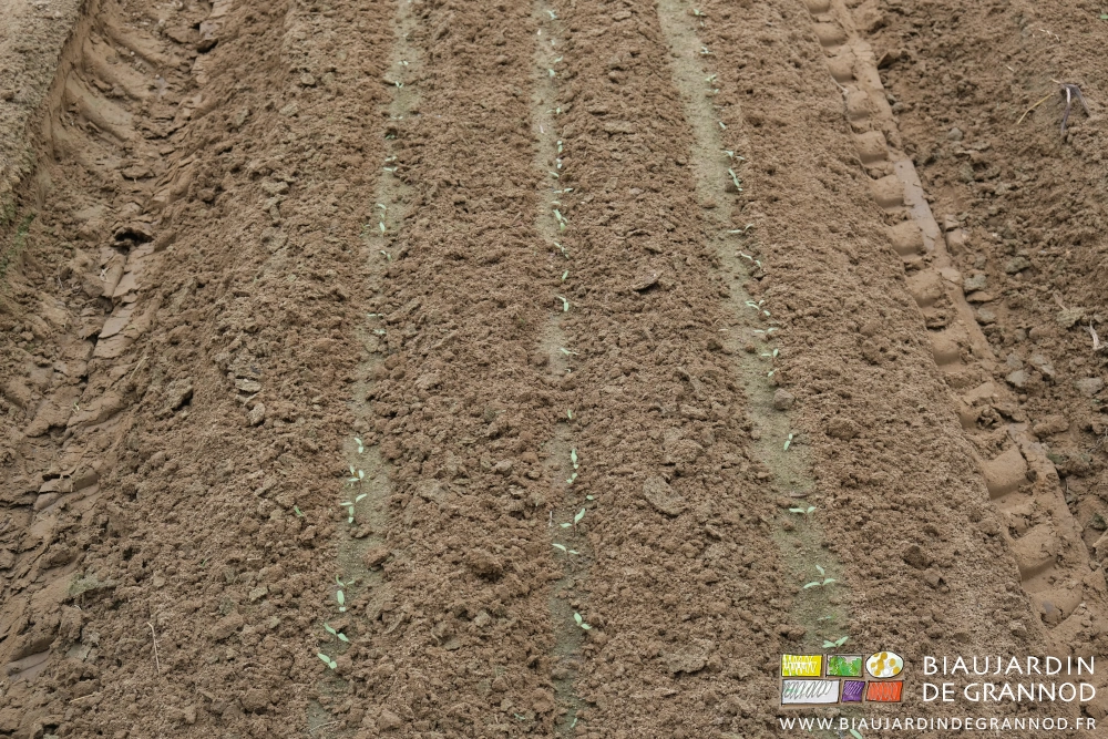 photo proche des rangs de betterave rouge bien levés après le premier binage de précision