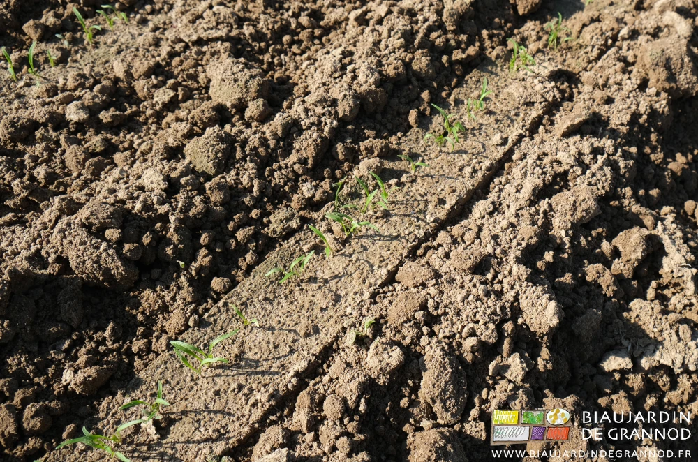 photo proche de plantules levées de carotte après binage précoce