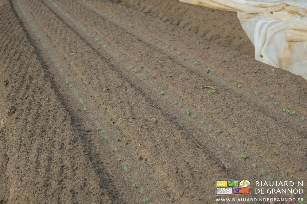 photo proche de la levée très régulière d'un semis de navet