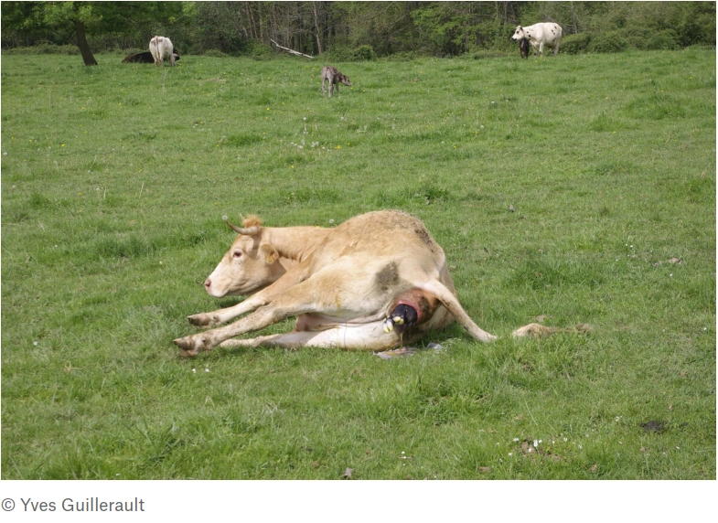 photo d'une vache au pré qui met bas son veau. Source blog de Yves Guillerault