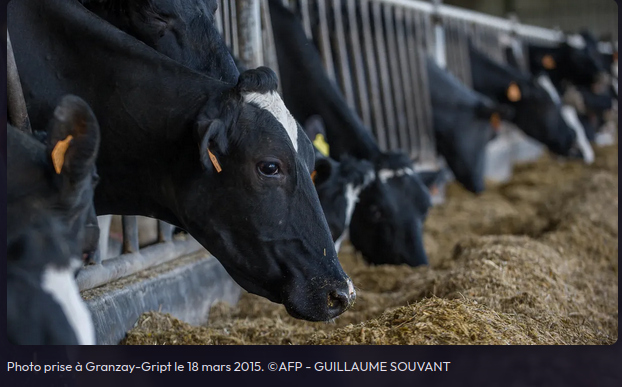 copie écran france culture vaches nourries à l'auge