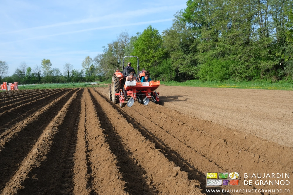 photo des planches en cours de plantation avec les rangs buttés