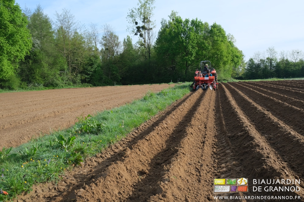 photo d'un carré de pomme de terre les rangs buttés vus en enfilade
