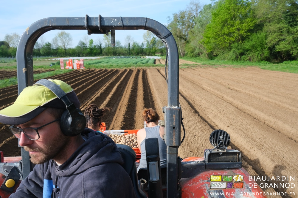 photo depuis le tracteur&nbsp;: Matthieu conduit, Alice et Morgane plantent, les rangs sont buttés haut