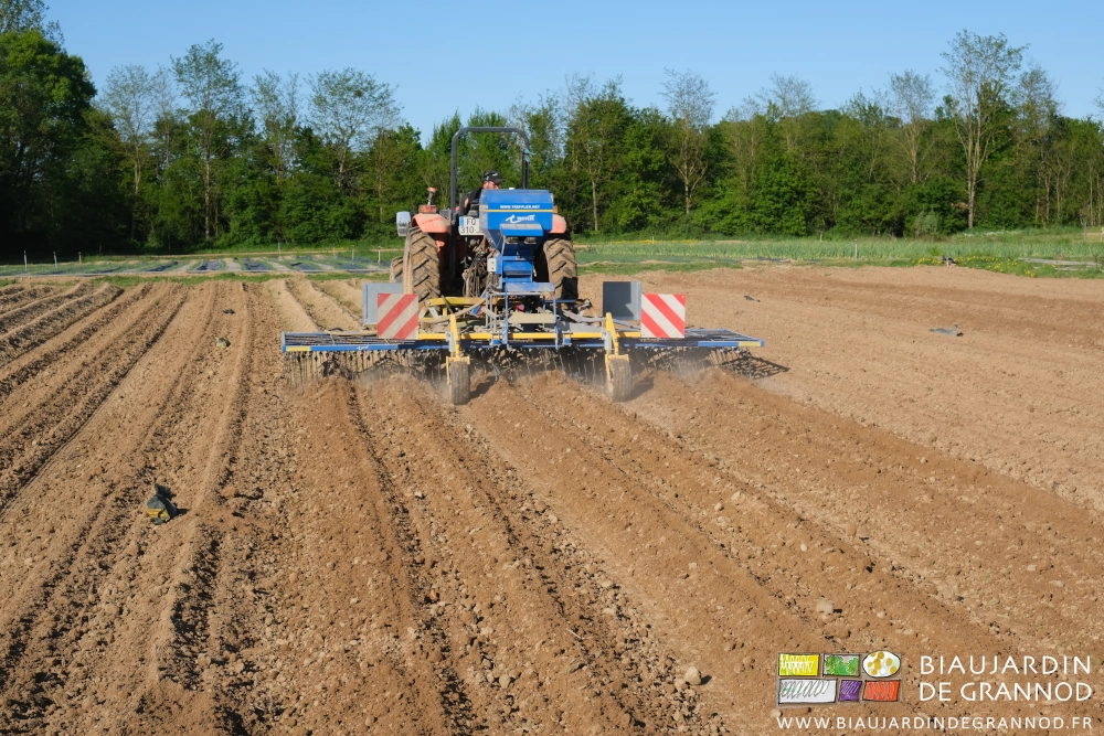 photo du premier passage de herse étrille dans un carré de pomme de terre