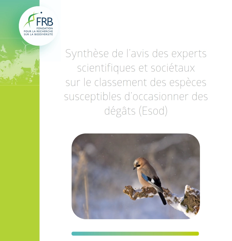 photo d'un geai des chênes en couverture de la synthèse des experts scientifiques sur le classement des espèces susceptibles d'occasionner des dégâts