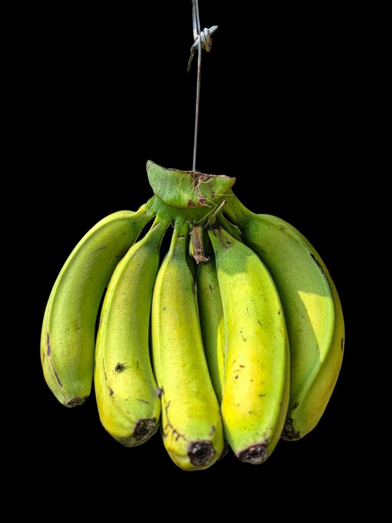photo par Jubayer Bin Azad Arin&nbsp;: sur fond noir bananes non mûres soutenus par une drisse invoquant une pendaison