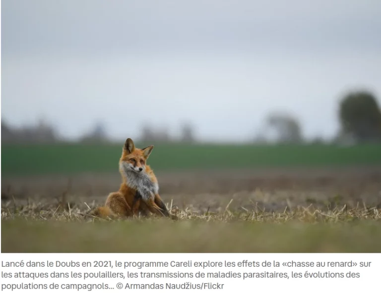 copie d'écran photo d'un renard dans une parcelle déchaumée