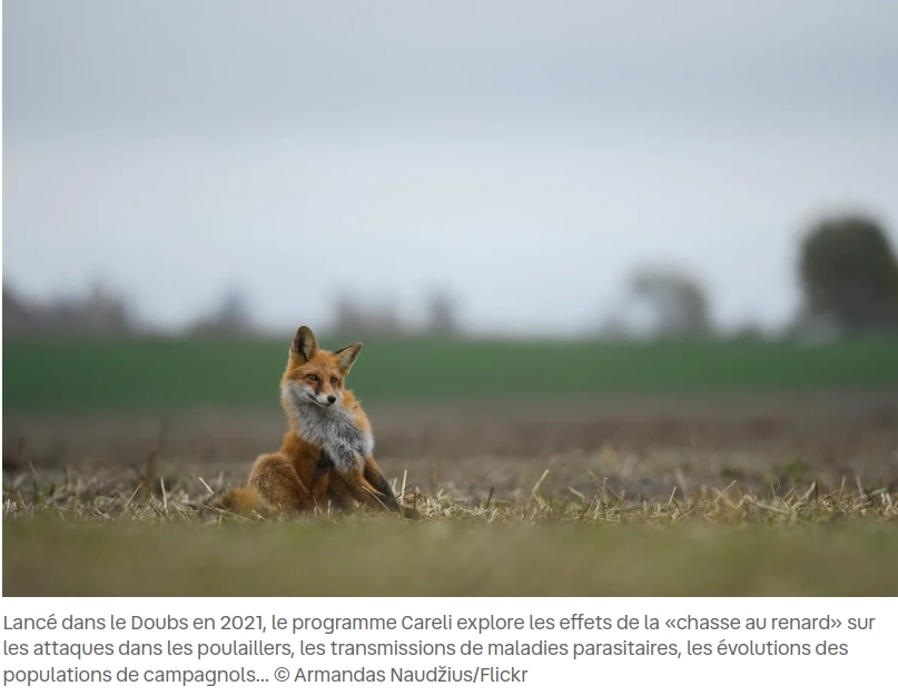 copie d'écran photo d'un renard dans une parcelle déchaumée