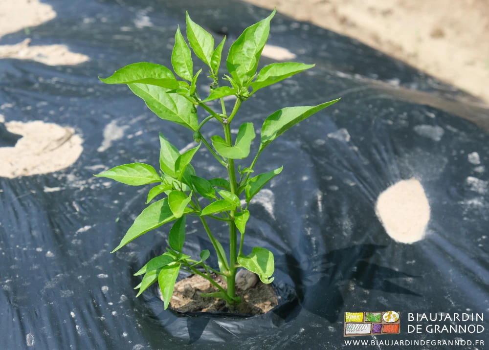 photo d'un plant de piment sur planche filmée avant début de floraison