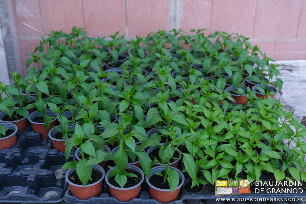 Legu Piment Bresse Pepi Plants Godets Dscf5112 25l
